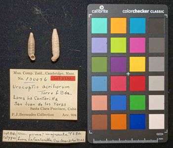 Media type: image; Malacology 130076 Description: An image of specimen MCZ:Mala:130076 and its labels.;